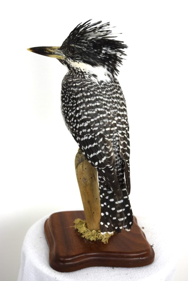 Taxidermy Chinese Crested Kingfisher - Image 2