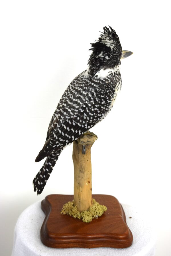 Taxidermy Chinese Crested Kingfisher - Image 3