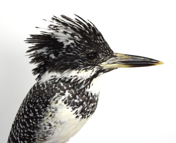Taxidermy Chinese Crested Kingfisher - Image 5