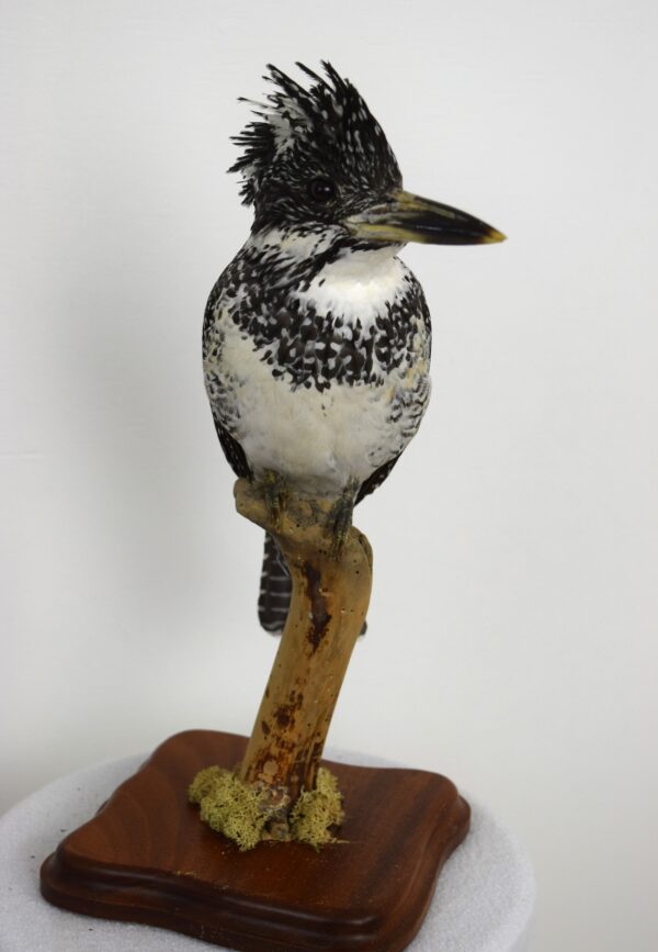 Taxidermy Chinese Crested Kingfisher - Image 6