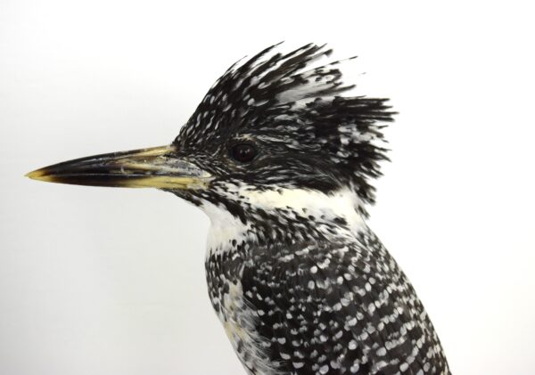 Taxidermy Chinese Crested Kingfisher - Image 7