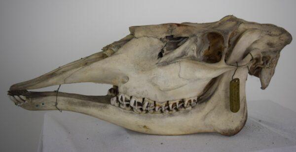 Skull Moose Female - Image 2