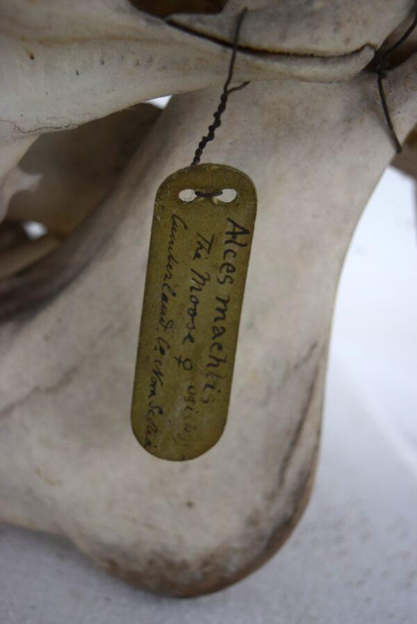 Skull Moose Female - Image 3