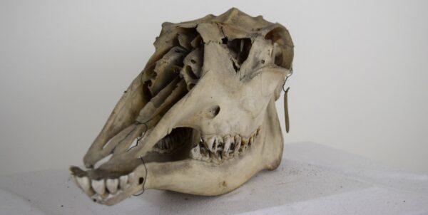 Skull Moose Female - Image 4