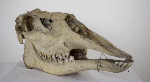 Skull Moose Female - Image 5