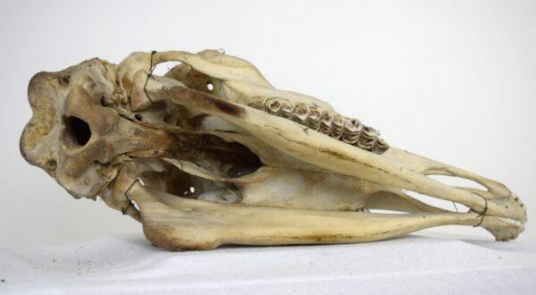 Skull Moose Female - Image 6