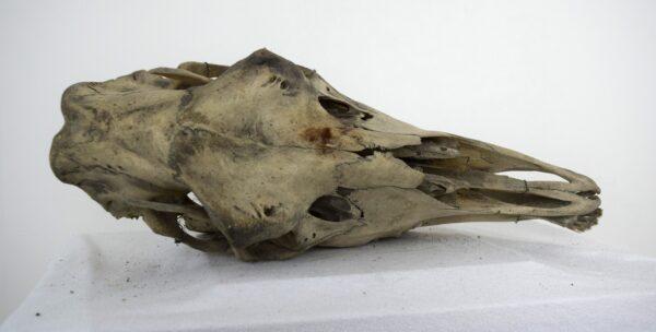 Skull Moose Female - Image 7