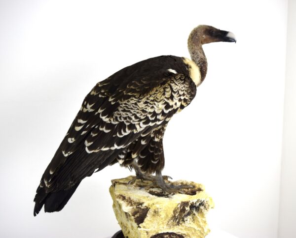 Taxidermy Ruppell's Vulture