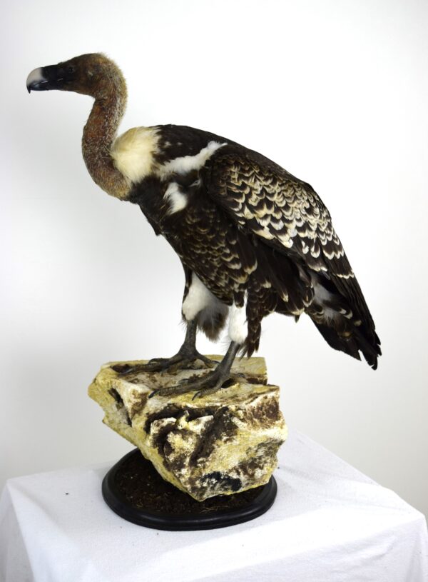 Taxidermy Ruppell's Vulture - Image 10