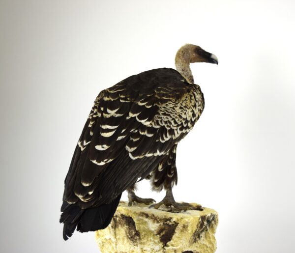 Taxidermy Ruppell's Vulture - Image 12