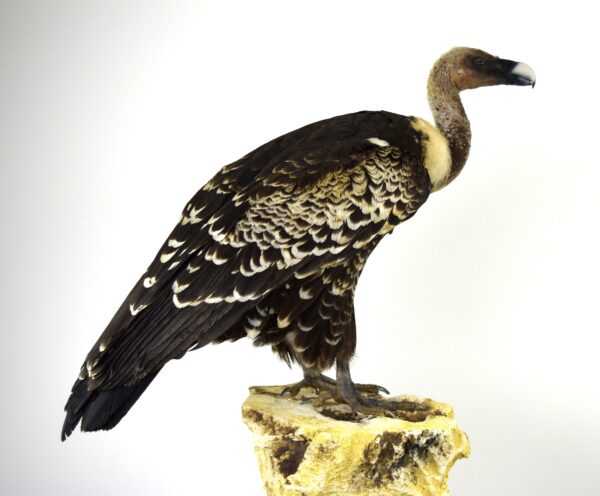 Taxidermy Ruppell's Vulture - Image 13