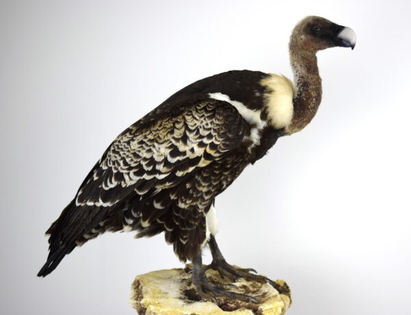 Taxidermy Ruppell's Vulture - Image 3