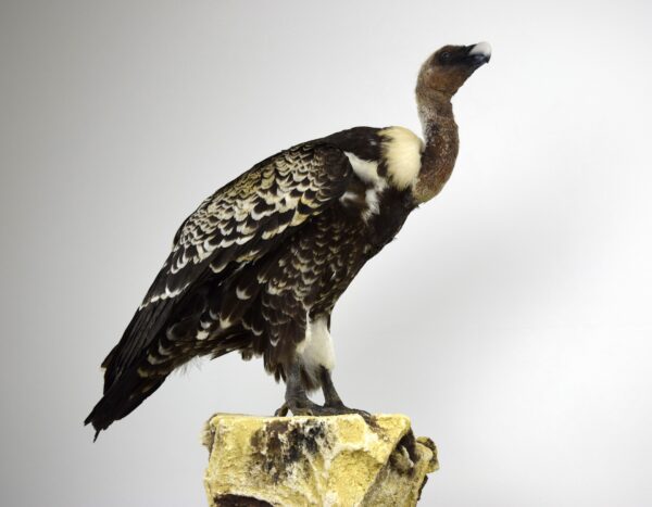 Taxidermy Ruppell's Vulture - Image 4