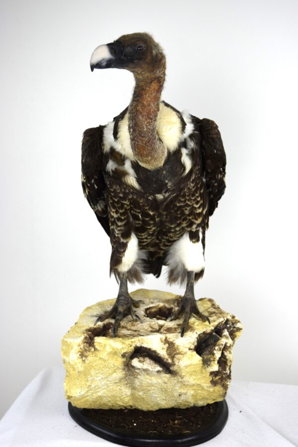 Taxidermy Ruppell's Vulture - Image 5