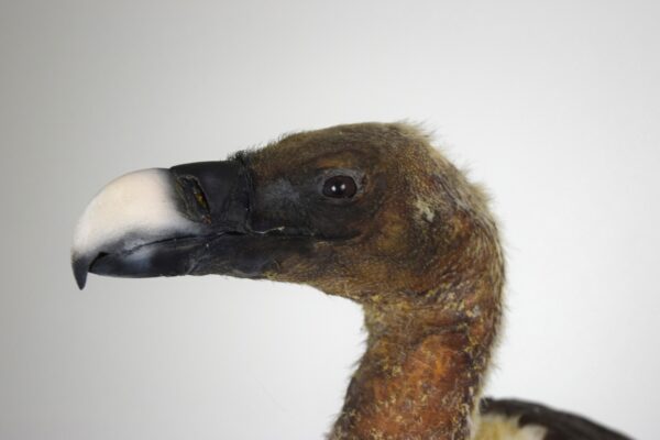 Taxidermy Ruppell's Vulture - Image 6