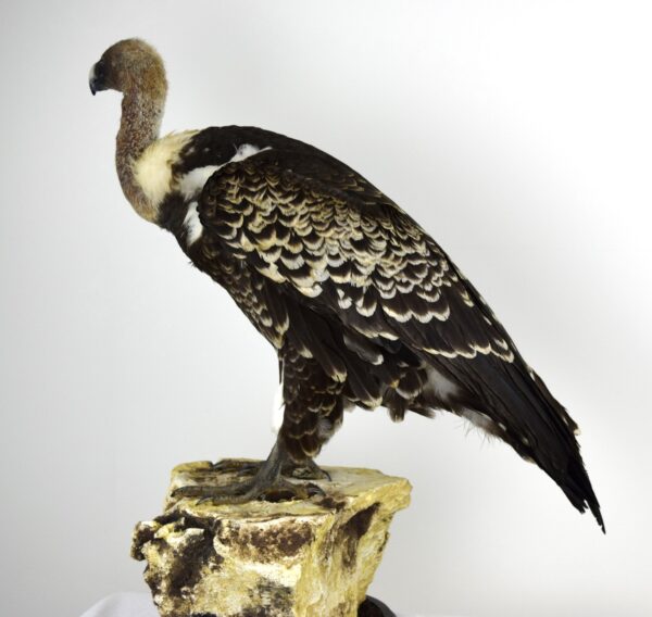 Taxidermy Ruppell's Vulture - Image 8