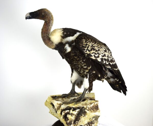Taxidermy Ruppell's Vulture - Image 9