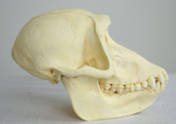 Skull Hamadryas Baboon Female - Image 2