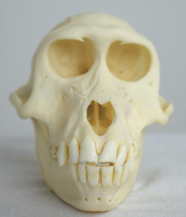 Skull Hamadryas Baboon Female - Image 3