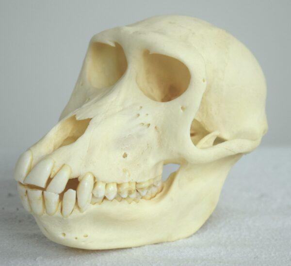 Skull Hamadryas Baboon Female - Image 4
