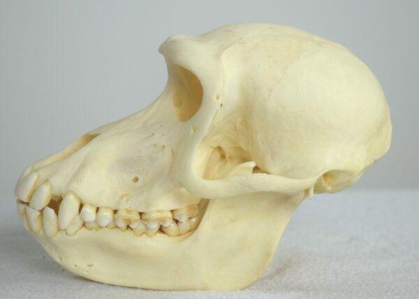 Skull Hamadryas Baboon Female - Image 5
