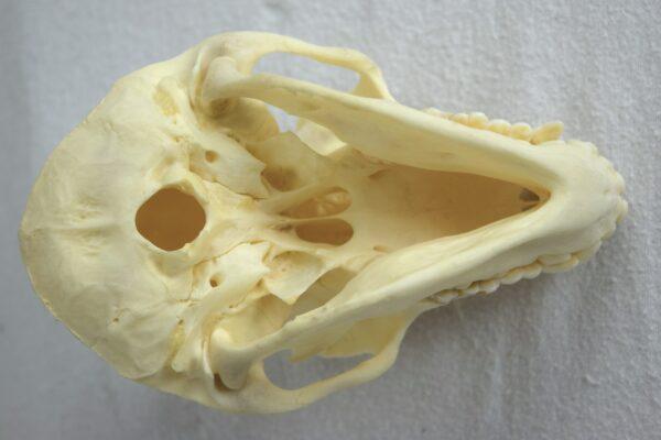 Skull Hamadryas Baboon Female - Image 7