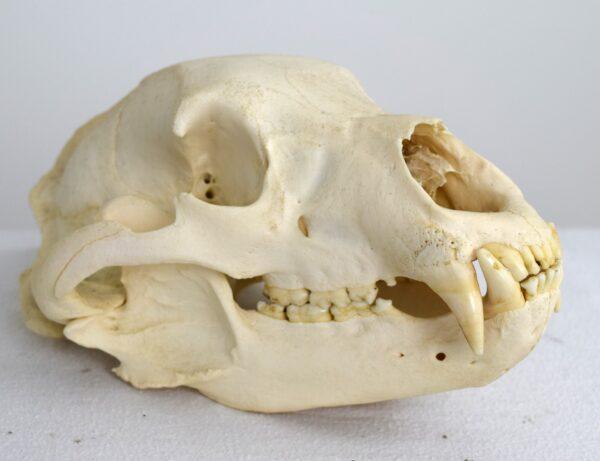 Skull American Black Bear