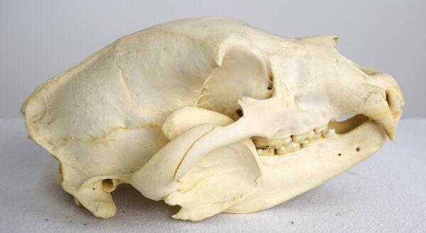 Skull American Black Bear - Image 2