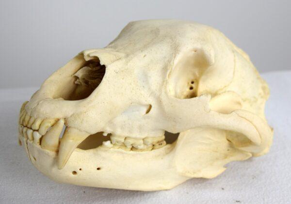 Skull American Black Bear - Image 4