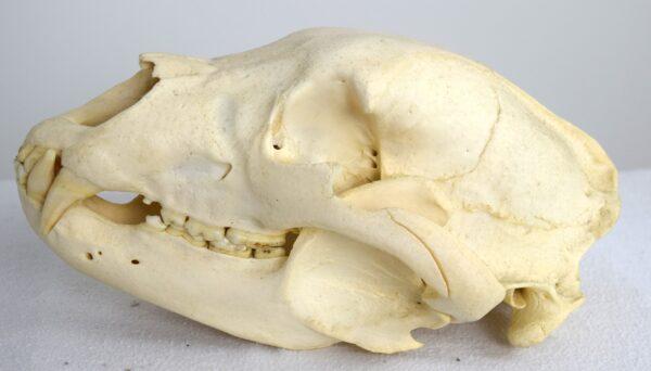 Skull American Black Bear - Image 5