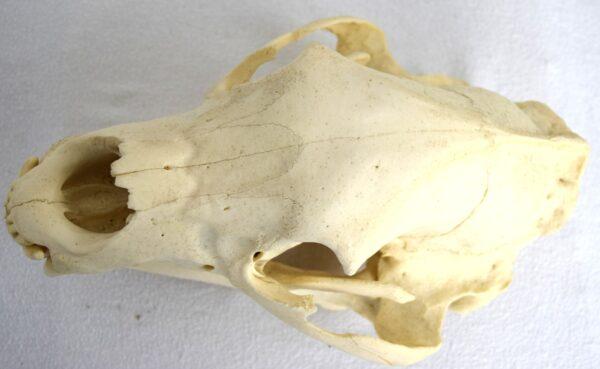 Skull American Black Bear - Image 6