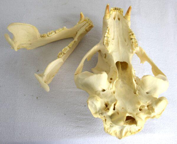 Skull American Black Bear - Image 7