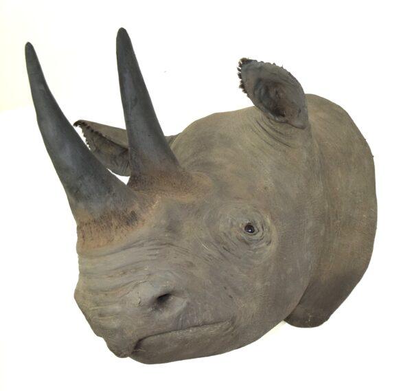 Taxidermy Black Rhinoceros Head Mount