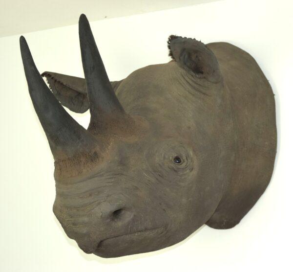 Taxidermy Black Rhinoceros Head Mount - Image 10