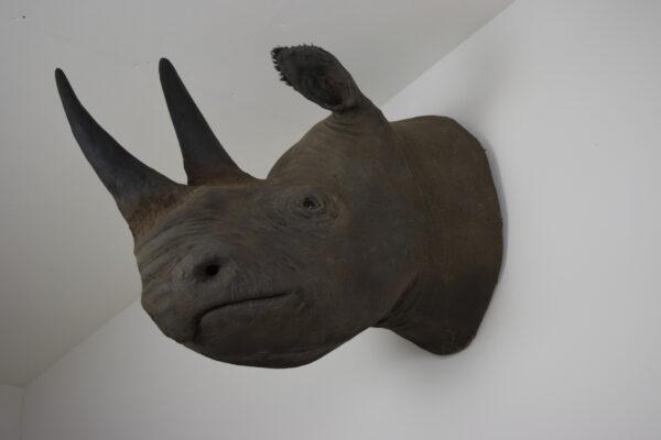 Taxidermy Black Rhinoceros Head Mount - Image 2