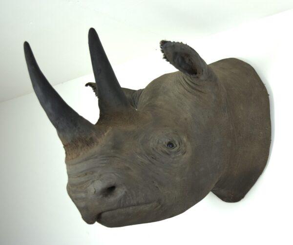 Taxidermy Black Rhinoceros Head Mount - Image 3