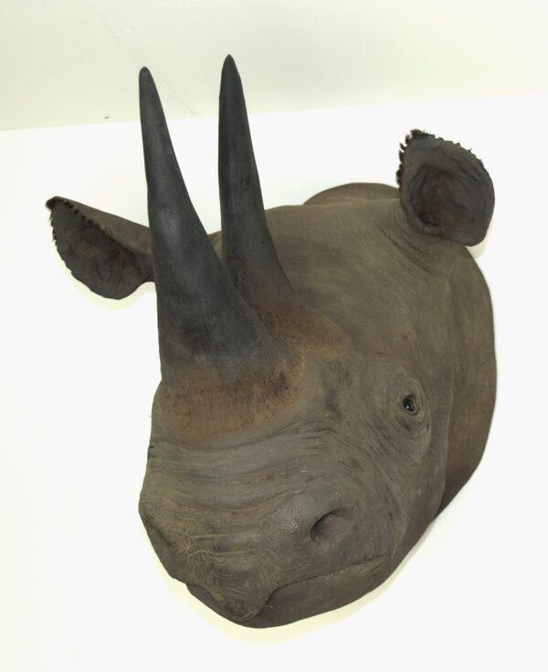 Taxidermy Black Rhinoceros Head Mount - Image 4