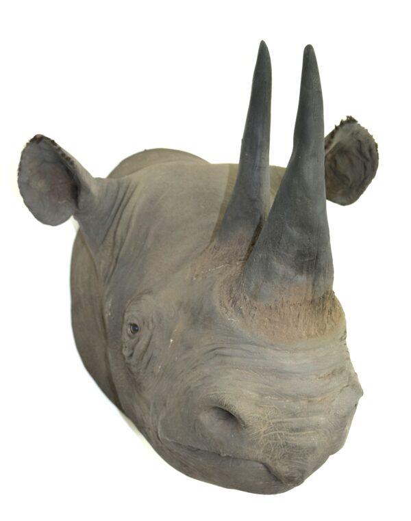 Taxidermy Black Rhinoceros Head Mount - Image 5