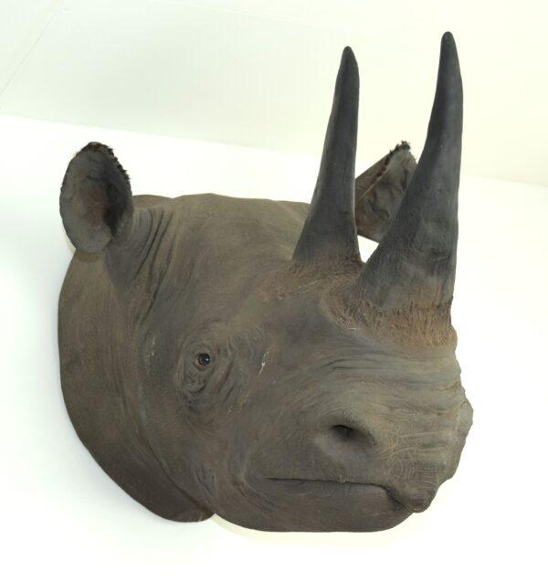 Taxidermy Black Rhinoceros Head Mount - Image 6