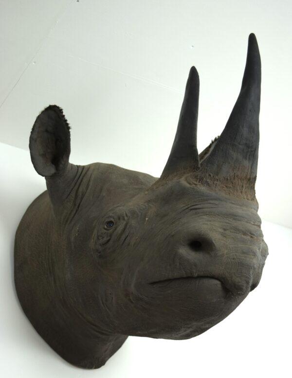 Taxidermy Black Rhinoceros Head Mount - Image 8