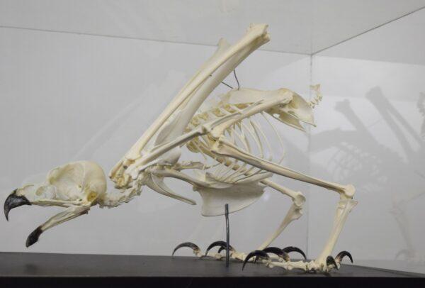 Skeleton Eagle Owl