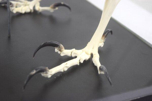 Skeleton Eagle Owl - Image 2