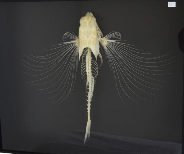 Skeleton Flying Gurnard Fish