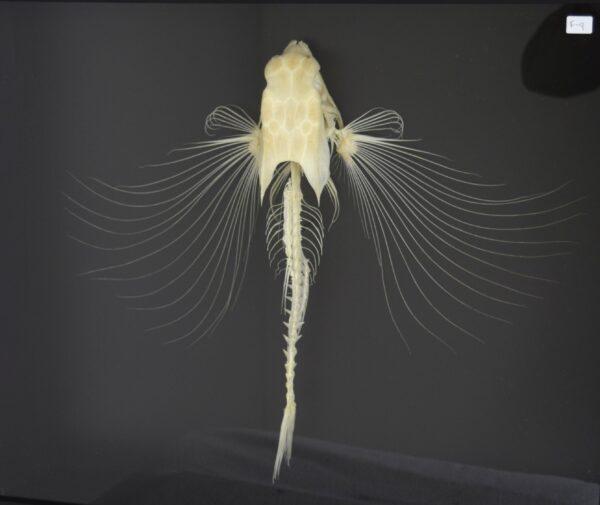 Skeleton Flying Gurnard Fish - Image 2