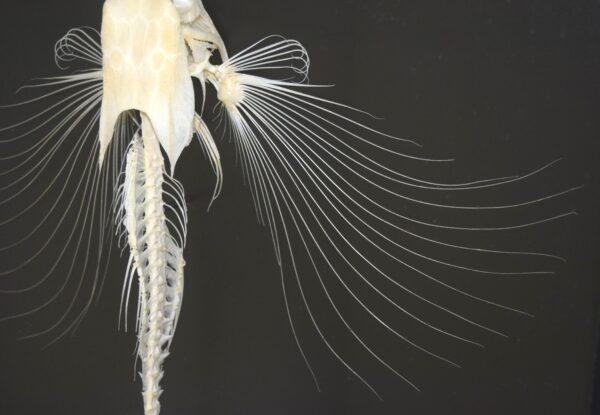 Skeleton Flying Gurnard Fish - Image 3