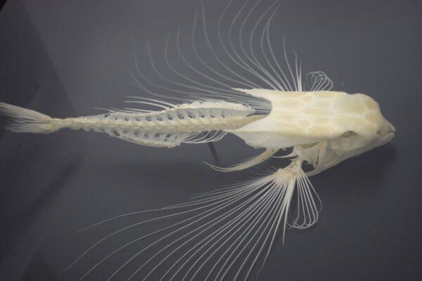Skeleton Flying Gurnard Fish - Image 4