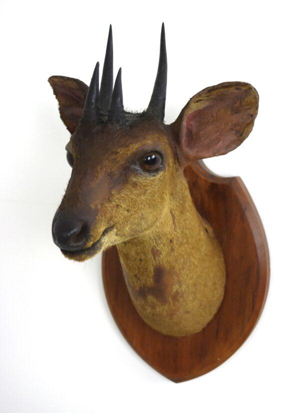 Taxidermy Four-horned Antelope Head Mount - Image 2