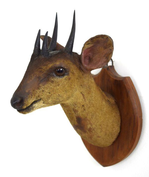 Taxidermy Four-horned Antelope Head Mount - Image 3