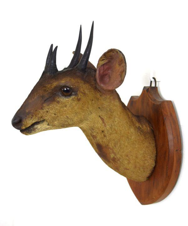 Taxidermy Four-horned Antelope Head Mount - Image 4