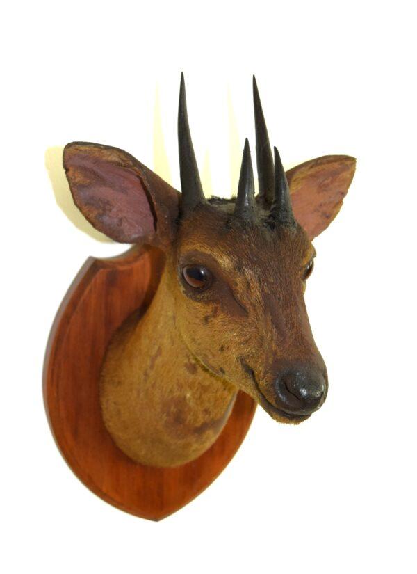 Taxidermy Four-horned Antelope Head Mount - Image 5